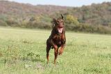 DOBERMANN 435